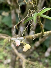 Thrixspermum formosanum