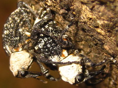 Eucryptorrhynchus brandti