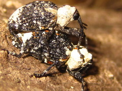 Eucryptorrhynchus brandti