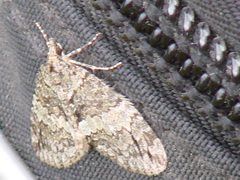 Hydriomena impluviata