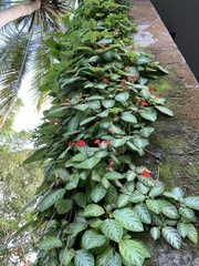 Episcia reptans
