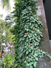 Episcia reptans
