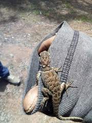 Sceloporus mucronatus