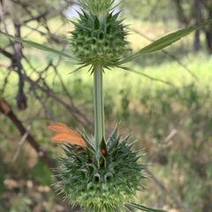 Leonotis nepetifolia var. africana image