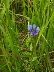 Centaurea cyanoides