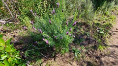 Lavandula stoechas