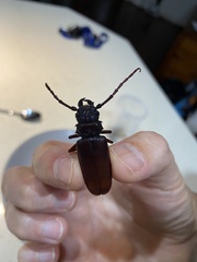 Cacodacnus planicollis