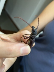 Cacodacnus planicollis