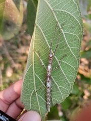 Trachythorax yunnanensis