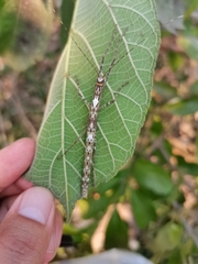 Trachythorax yunnanensis