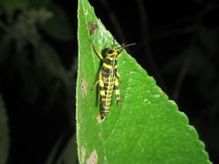 Zebratula flavonigra