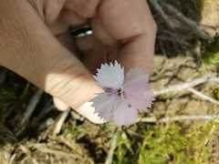 Dianthus basuticus