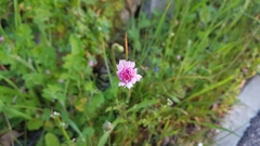 Crepis rubra
