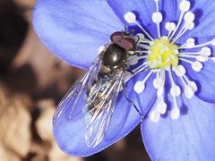 Melangyna lasiophthalma