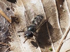 Melangyna quadrimaculata