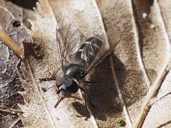 Melangyna quadrimaculata