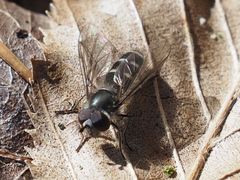 Melangyna quadrimaculata