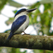 New Britain Kingfisher - Photo (c) Nik Borrow, some rights reserved (CC BY-NC)