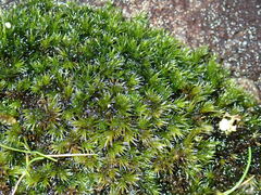 Racomitrium microcarpon