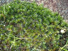 Racomitrium microcarpon