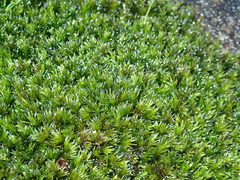 Racomitrium microcarpon