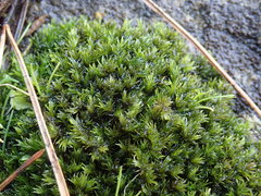 Racomitrium microcarpon