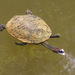 Common Snake-necked Turtle - Photo (c) deborod, some rights reserved (CC BY-NC), uploaded by deborod