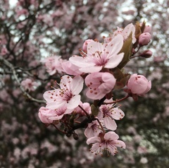 Prunus cerasifera pissardii