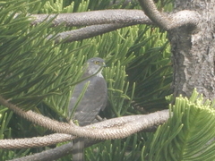Accipiter gularis