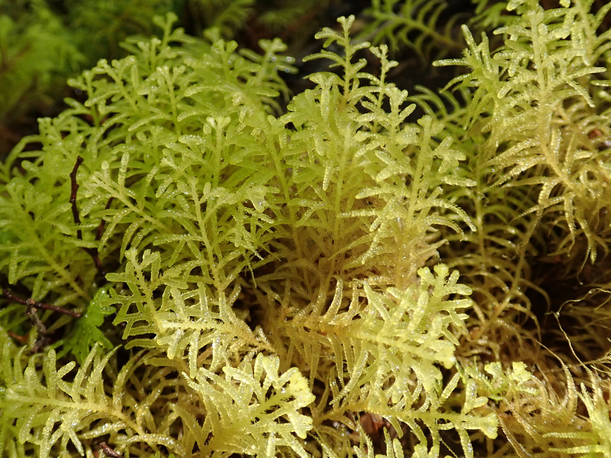 Lepidozia pendulina