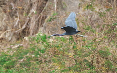 Egretta caerulea
