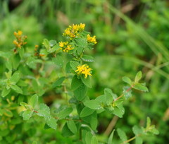 Hypericum tetrapterum