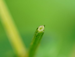 Hypericum tetrapterum