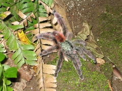 Caribena versicolor