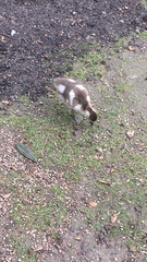 Alopochen aegyptiaca