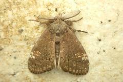 Dasychira chekiangensis