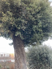Quercus ilex