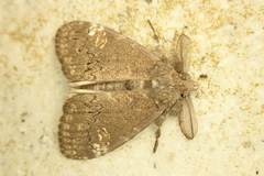 Dasychira chekiangensis