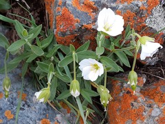Cerastium lithospermifolium