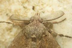 Dasychira chekiangensis