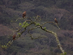Buteogallus meridionalis