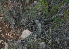 Euphorbia nesemannii