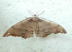 Hyposidra infixaria