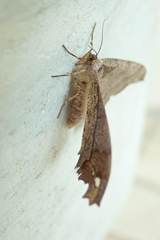 Hyposidra infixaria
