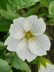 Cerastium lithospermifolium