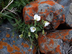 Cerastium lithospermifolium