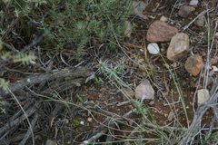 Euphorbia nesemannii
