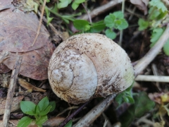 Helix pomatia