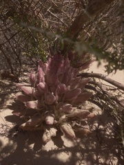 Hyobanche robusta