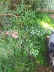 Cupressus sempervirens